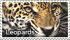 leopard_stamp_by_tollerka.png