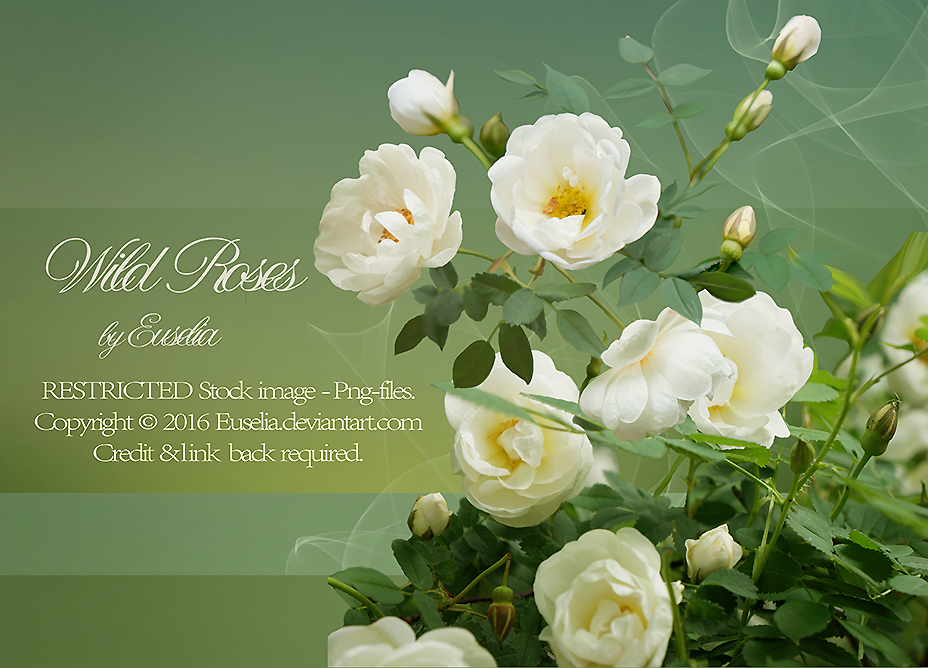 WildRoses - png-files by Euselia