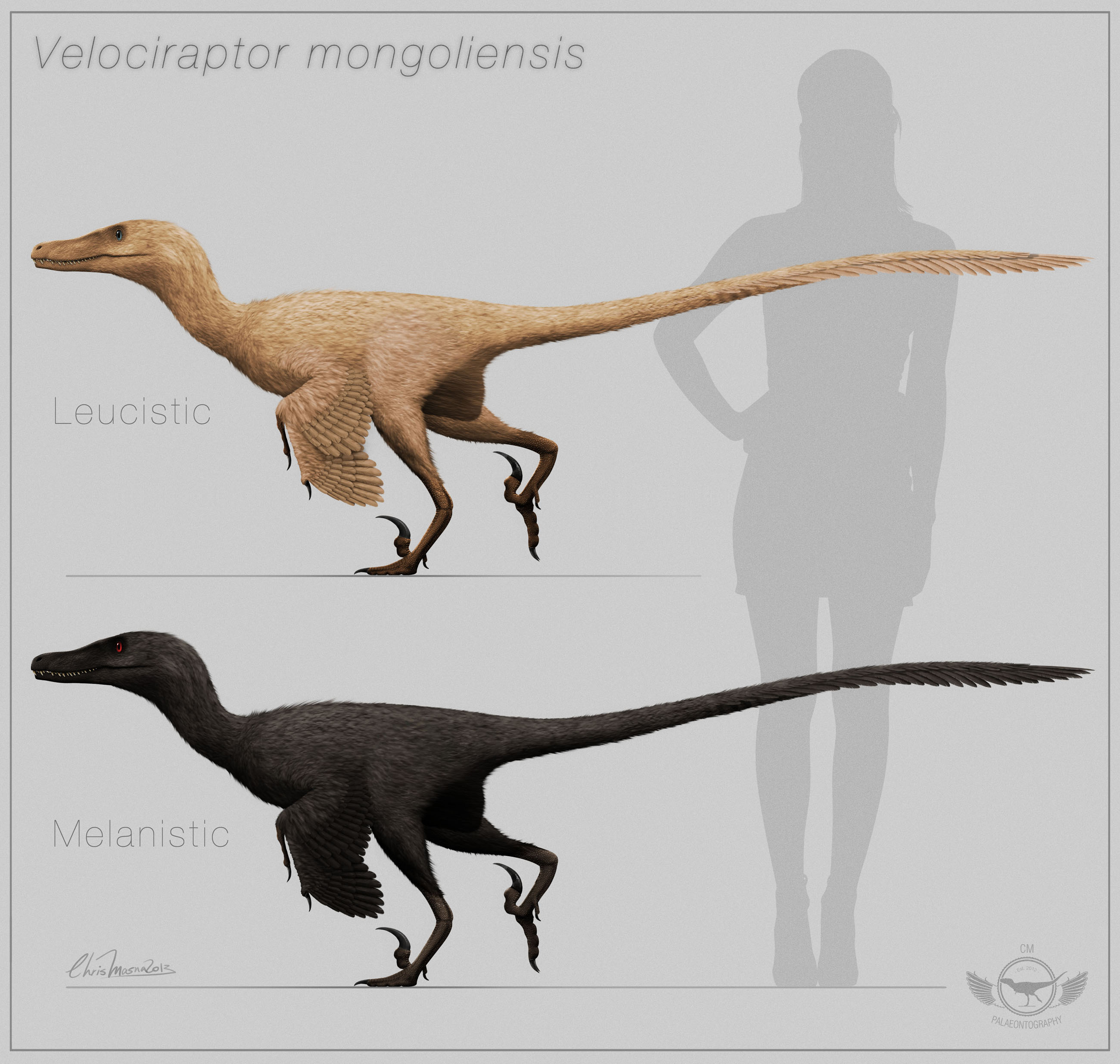 velociraptor_mongoliensis___color_variation_by_chrismasna-d5tyuj9.jpg