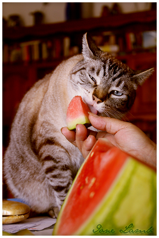 Cat Eating Watermelon by sourberry on DeviantArt