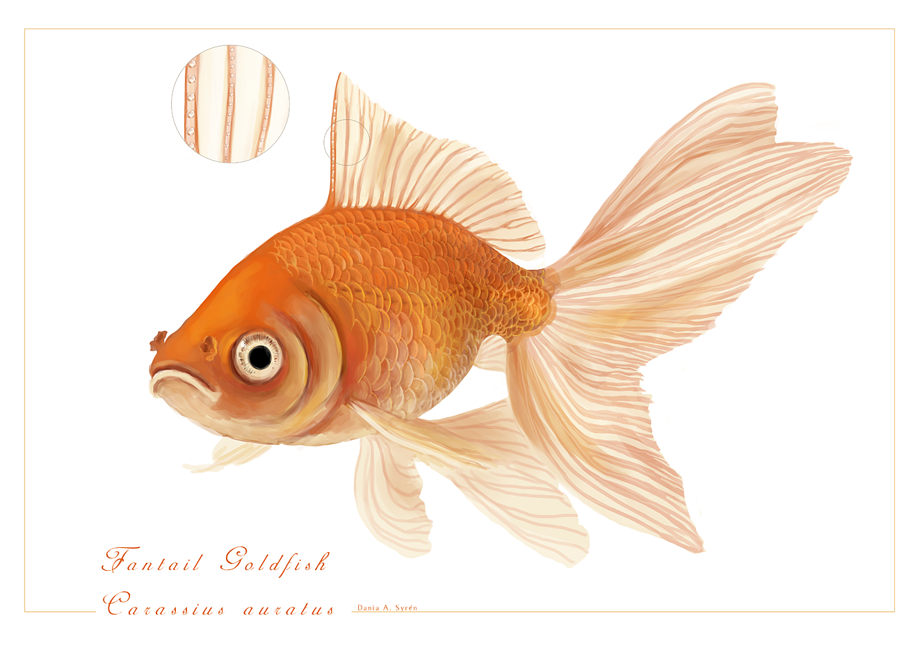 clipart pictures fantail goldfish - photo #42