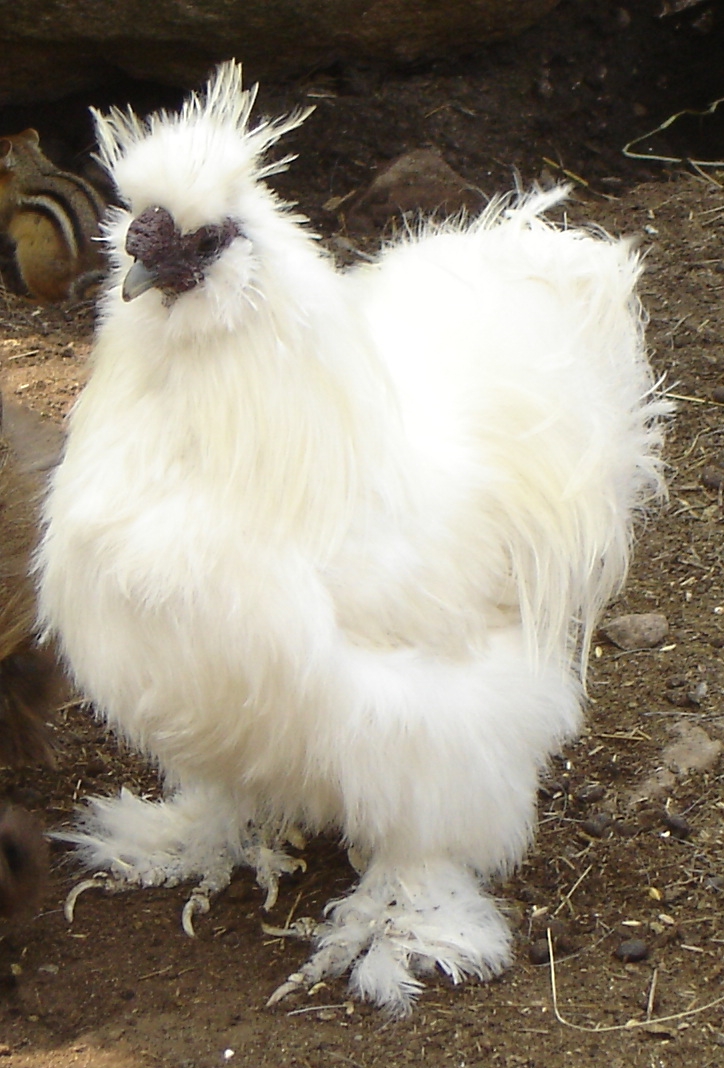 albino fluffy chicken by brainninja42 on DeviantArt