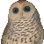 A Wise Old Owl Icon (animated)